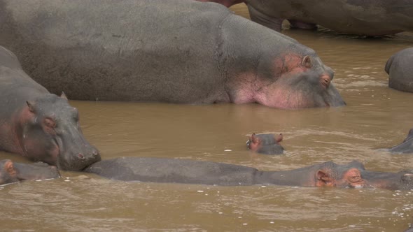 Pan left view of hippopotamuses standing in water alt