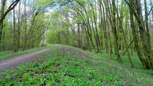 Zwierzyniec nature reserve near Olawa, Poland