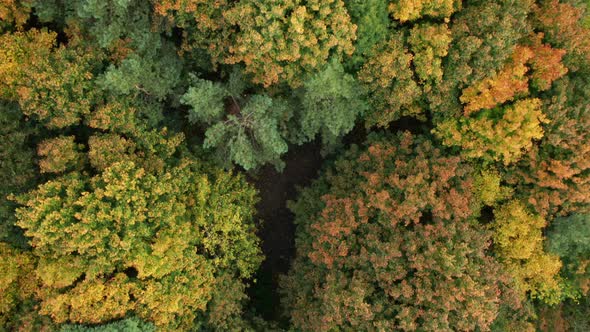 AERIAL: Top Down Shot of Trees Waving in a Wind in Autumn Season on a Cloudy Day