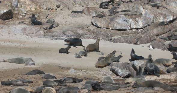huge colony of brown fur seal in Cape Cross, Namibia safari wildlife alt
