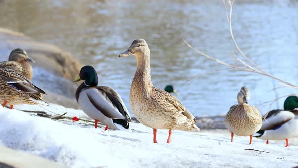 Ducks and drakes in the wild. Early spring. Ducks on the river bank close-up.