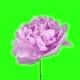Time-lapse of rotating and opening pink Peony flower - VideoHive Item for Sale