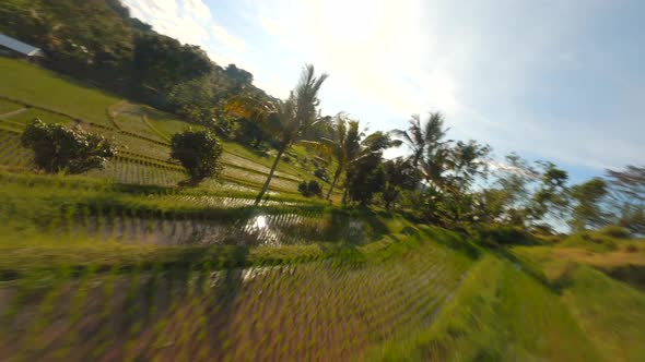 FPV Drone view over tropical nature rice fields alt