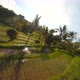 FPV Drone view over tropical nature rice fields - VideoHive Item for Sale