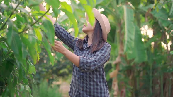 Young woman farmer looking for check and monitoring the  planted in orchard.