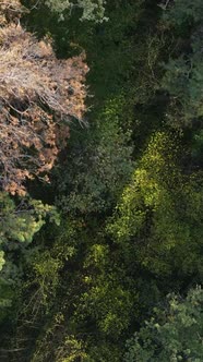 Aerial View of Trees in the Forest alt