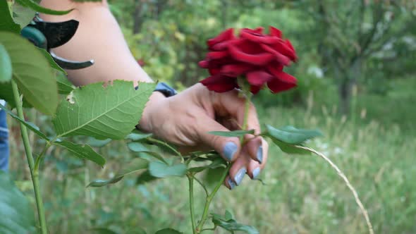 Woman's Hand Cuts a Blossoming Red Rose in the Garden