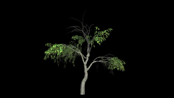 Cherry Tree Grow, Motion Graphics | VideoHive