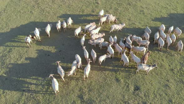 Aerial view of cattle herd on pasture in Brazil alt
