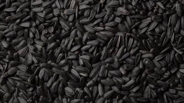 black sunflower seeds in shell top view, rotate. 4K UHD video alt