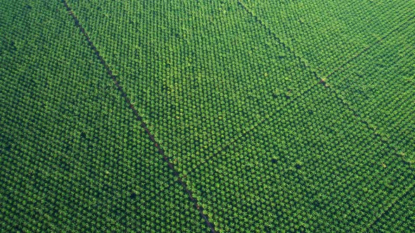 Drones fly over palm oil trees planted on large commercial farms alt