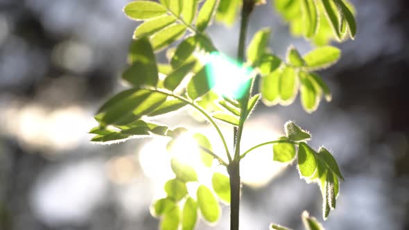 Sunbeam In The Leaves 4 alt