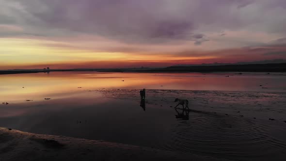 two dogs walking on a reflecting lake at sundown