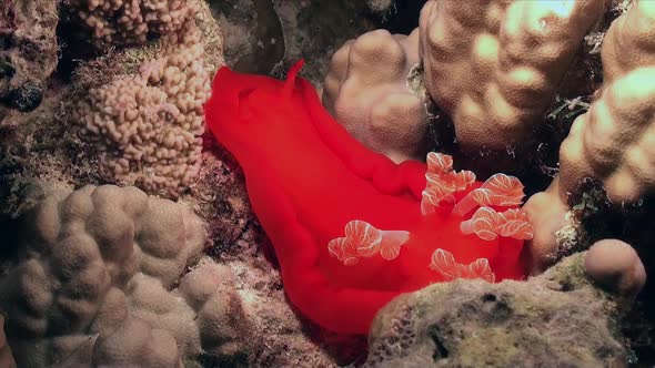 Spanish dancer nudibranch on coral reef at night in the Red Sea alt