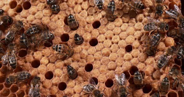 European Honey bee, Apis mellifera, Bees working on a Wild Ray, Natural Brood, Normandy alt