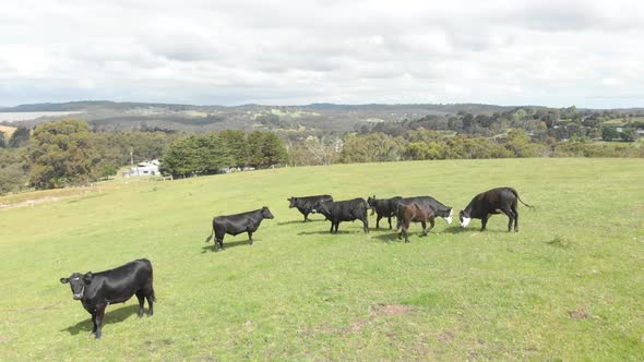 A moving forward aerial shot of black and white cattle moving freely and happily on a lush green far alt