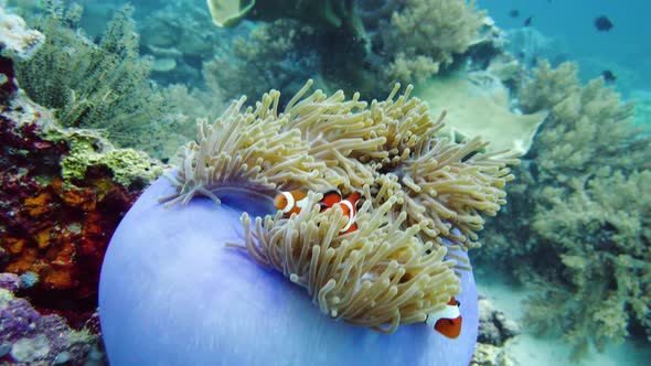 Sea Anemone and Clown Fish alt
