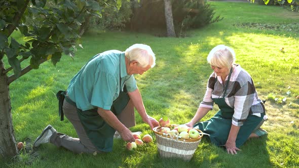 Old Gardeners Couple, Apple Basket. alt