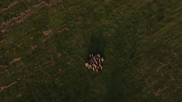 Border Collies Graze Sheep in a Green Alpine Field a Bird'seye View alt