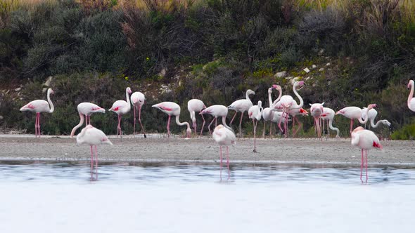 Flamingo Walk in Shallow Water Wild Greater Flamingo in the Salt Lake Nature Wildlife Safari  Shot alt