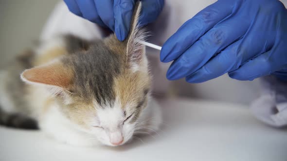 Doctor for Animals in Medical Gloves Cleans the Ear of a Sick Flaccid Kitten with a Cotton Swab