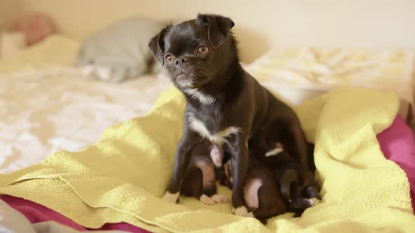 A Japanese Chin, Chihuahua mix mother with suckling 2 week old puppies alt