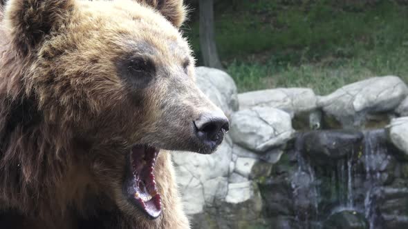 Portrait of brown bear