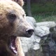 Portrait of brown bear - VideoHive Item for Sale