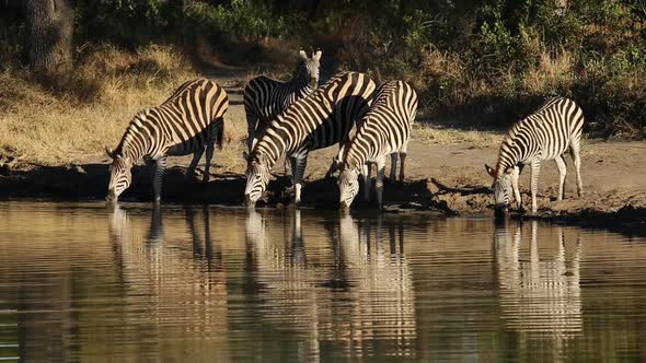 Plains Zebras At Waterhole - South Africa alt