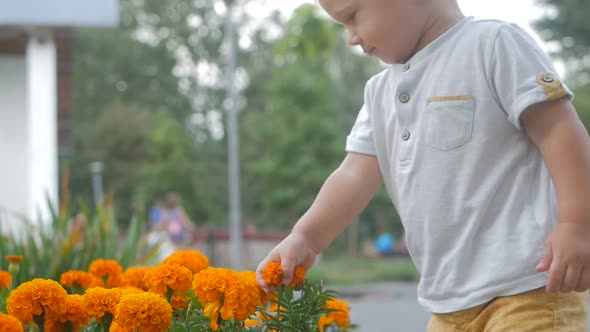 Little boy near the flower beds