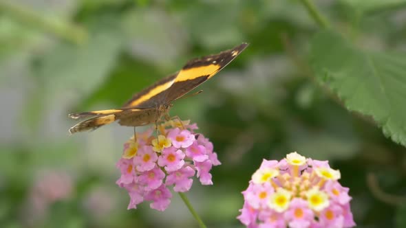 Majestic Danaus Plexippus Butterfly resting on pink flower blossom in sunlight - In focus shot with alt
