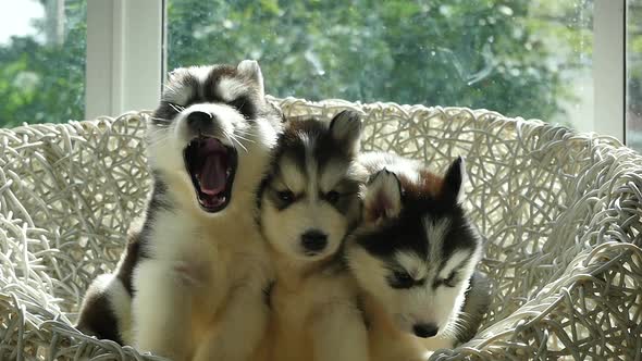 Group Of Siberian Husky Puppies On White Wicker Chair Under Sunlight Slow Motion alt