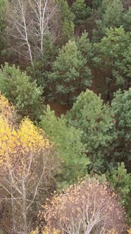 Vertical Video of Trees in the Forest Slow Motion alt