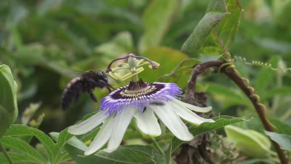 Close up of a yellow and black bumblebee and a green cuckoo wasp flying over a blue crown passion fl alt