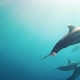 Flock of dolphins swimming in azure seawater - VideoHive Item for Sale