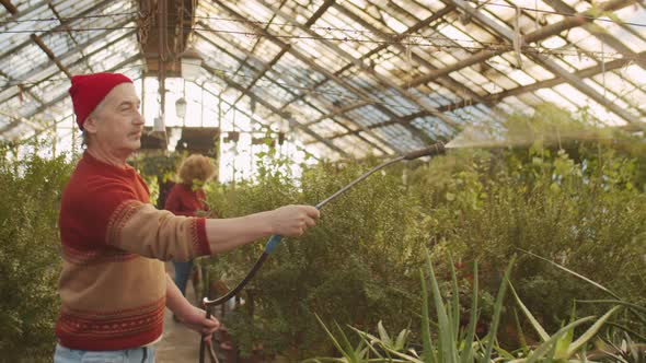 Senior Man Spraying Flowers in Greenhouse Farm alt