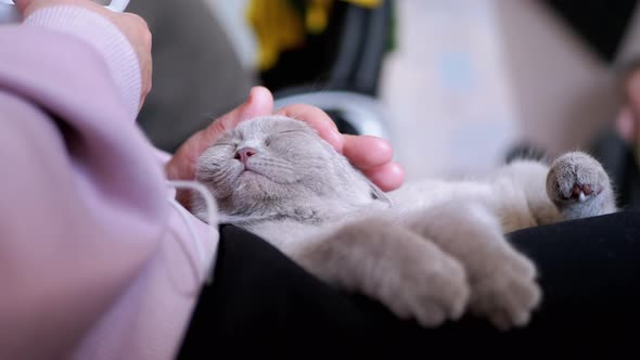 Hands of an Elderly Woman Stroking a Small Gray Kitten Lying on Knees alt