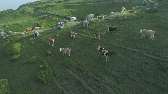 Drone View of Free Range Cows Grazing on a Mountain Pasture alt