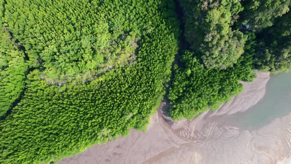 drone aerial top down view of green mangroves and a river during low tide revealing a sandbar in Ao alt