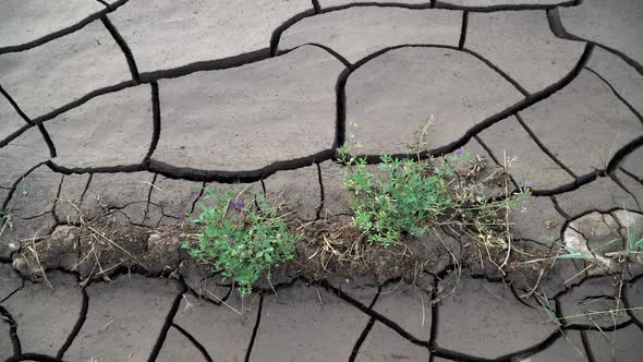 Plants growing out of dry mud with cracks alt