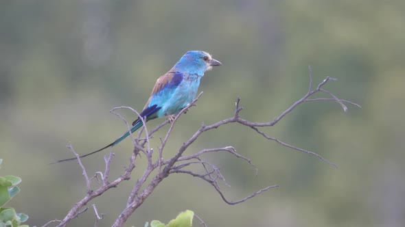 Lilac-breasted roller on a branch alt