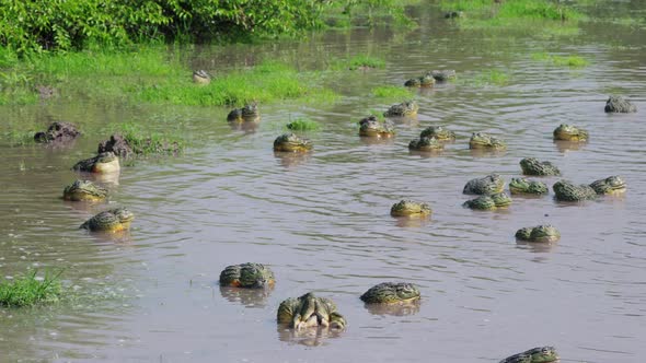 Group Of African Bullfrogs Mating In The Murky Water Of River In Central Kalahari, Botswana. - wide alt