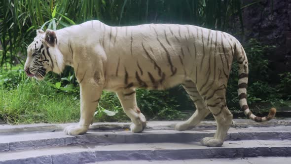 A Big Beautiful Healthy Balinese White Tiger with Black Stripes Listed in the Red Book Walks on alt