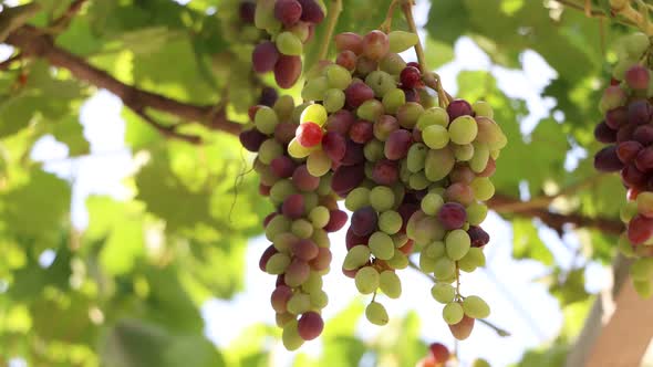 Ripening bunches of grapes in sunlight.