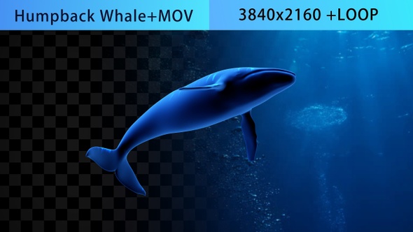 Whale  alt