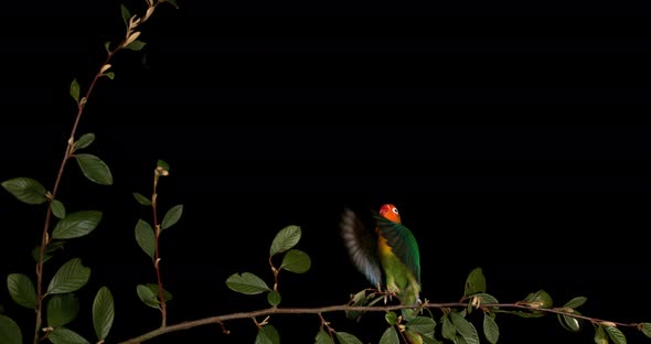 Fischer's Lovebird, agapornis fischeri, Adult standing on Branch, taking off, in flight alt