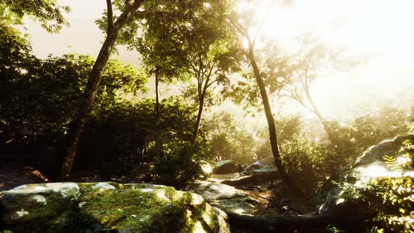 Hyperlapse of Tropic Rainforest Jungle with Fog and Sun Rays alt
