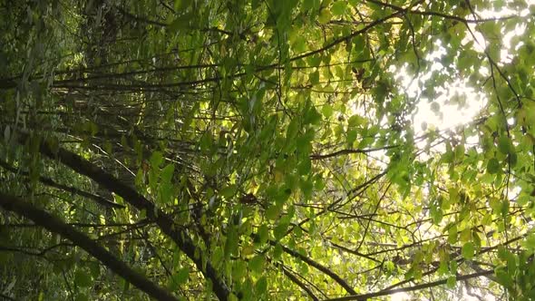 Vertical Video Aerial View of Trees in the Forest on an Autumn Day in Ukraine Slow Motion alt