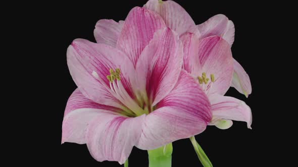 Time-lapse of opening pink Blushing Bride amaryllis flower alt