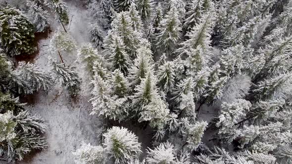 Aerial Roll Over Forest in Winter with Snow